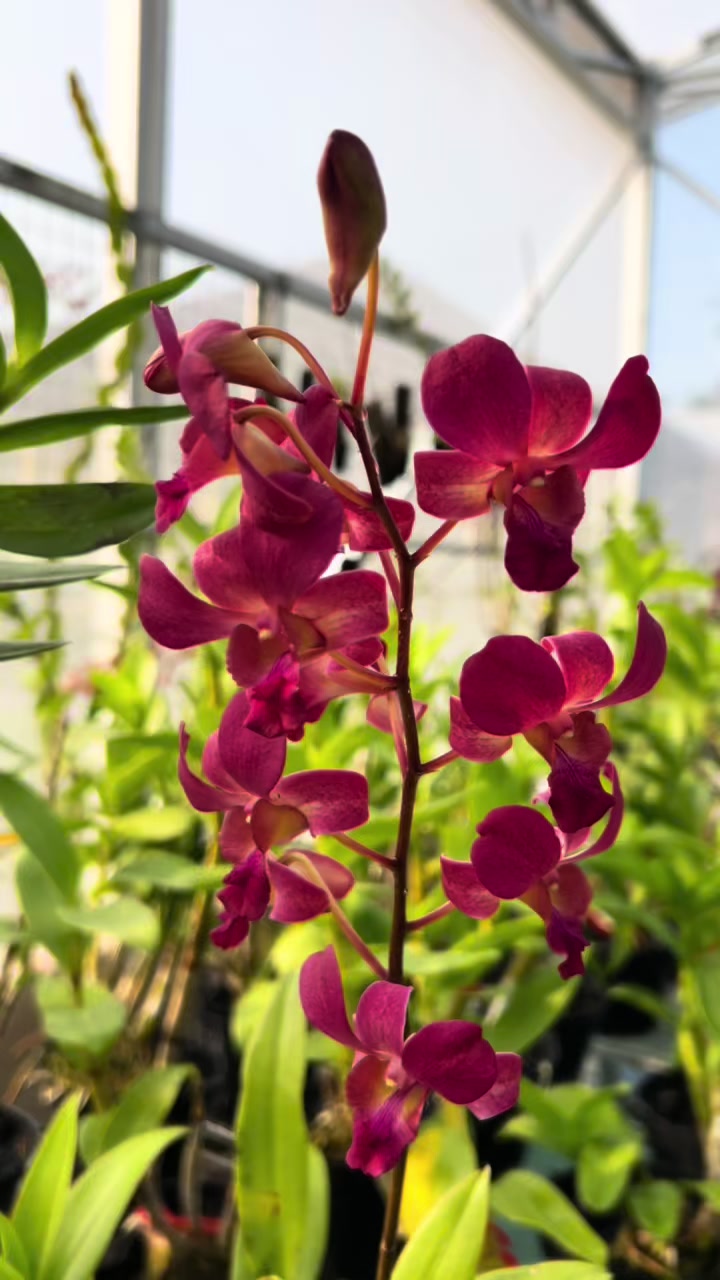 @Anggina Orchid