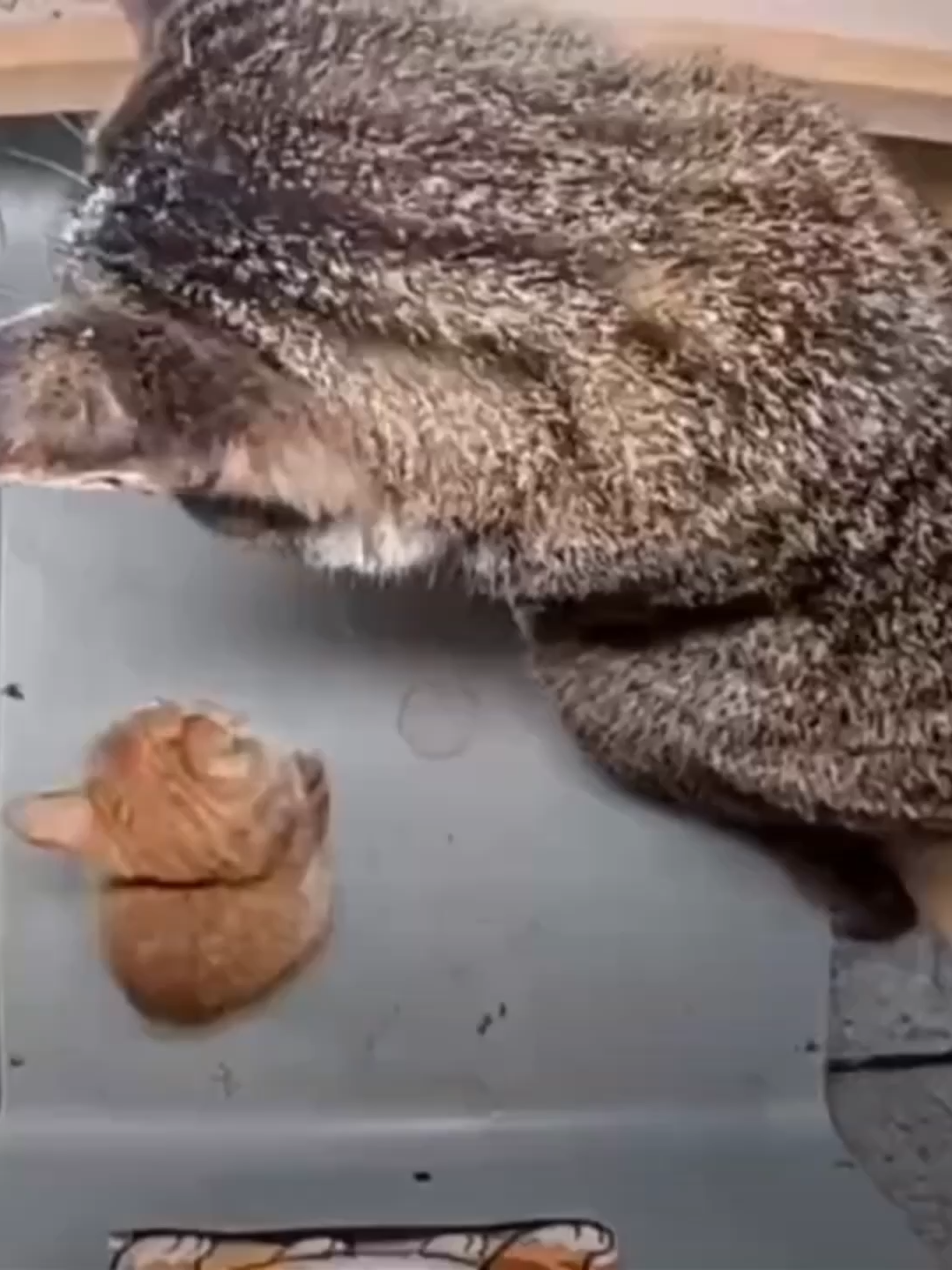 @Purrrr_eliza17