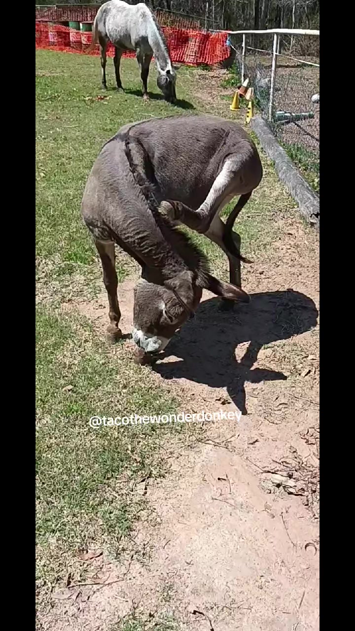 @Tacothewonderdonkey