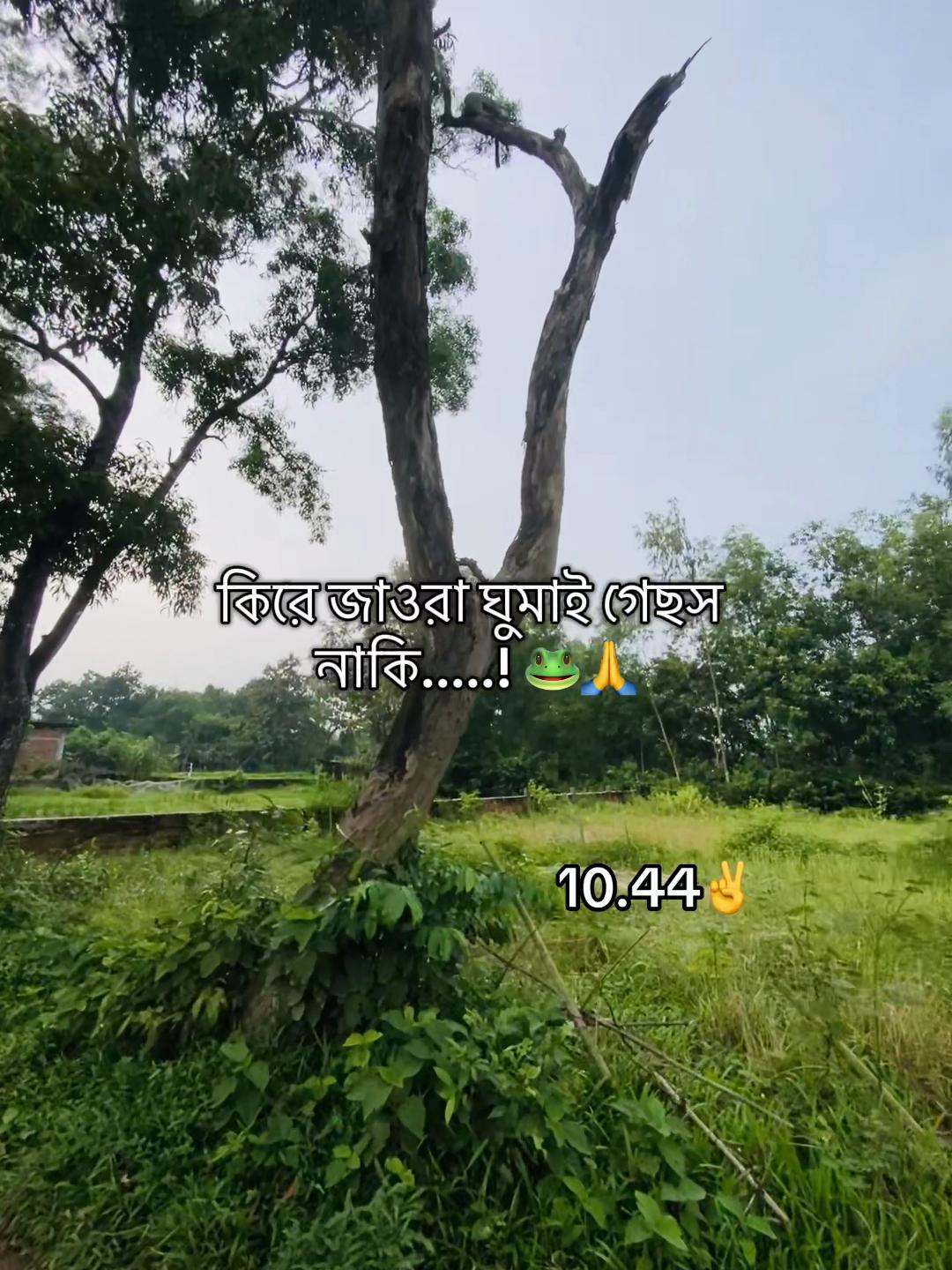 @টিক_টকি 🐸