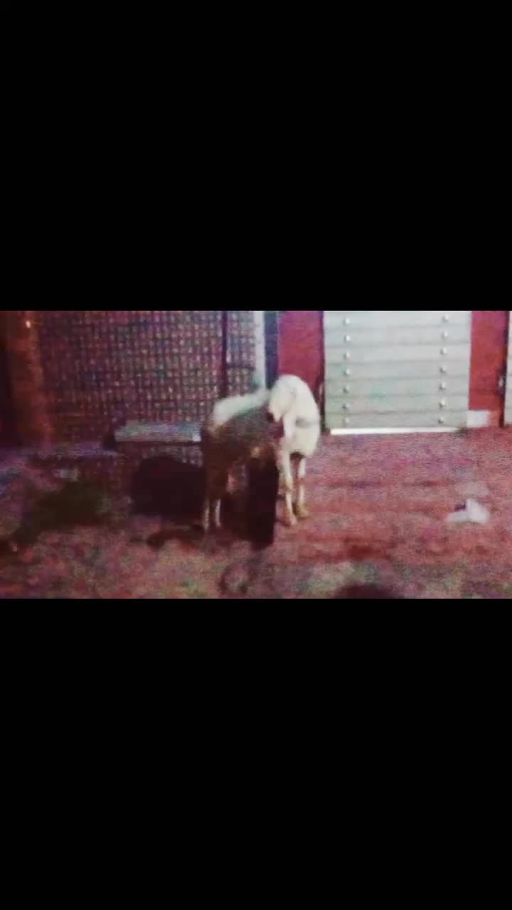 @cow lover@