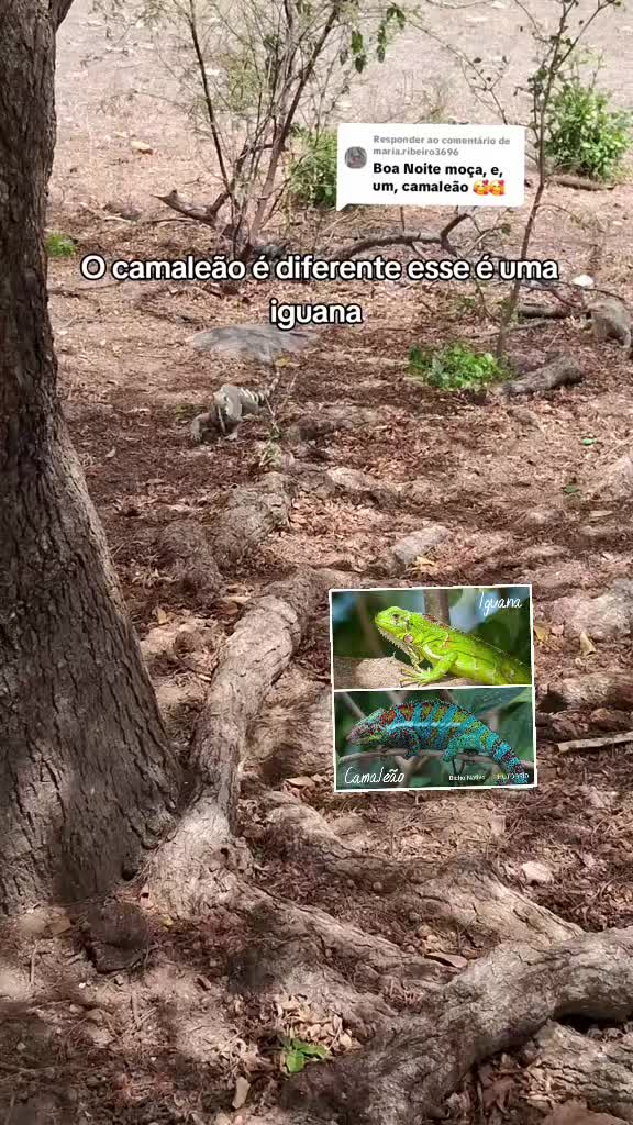 @Amante da natureza