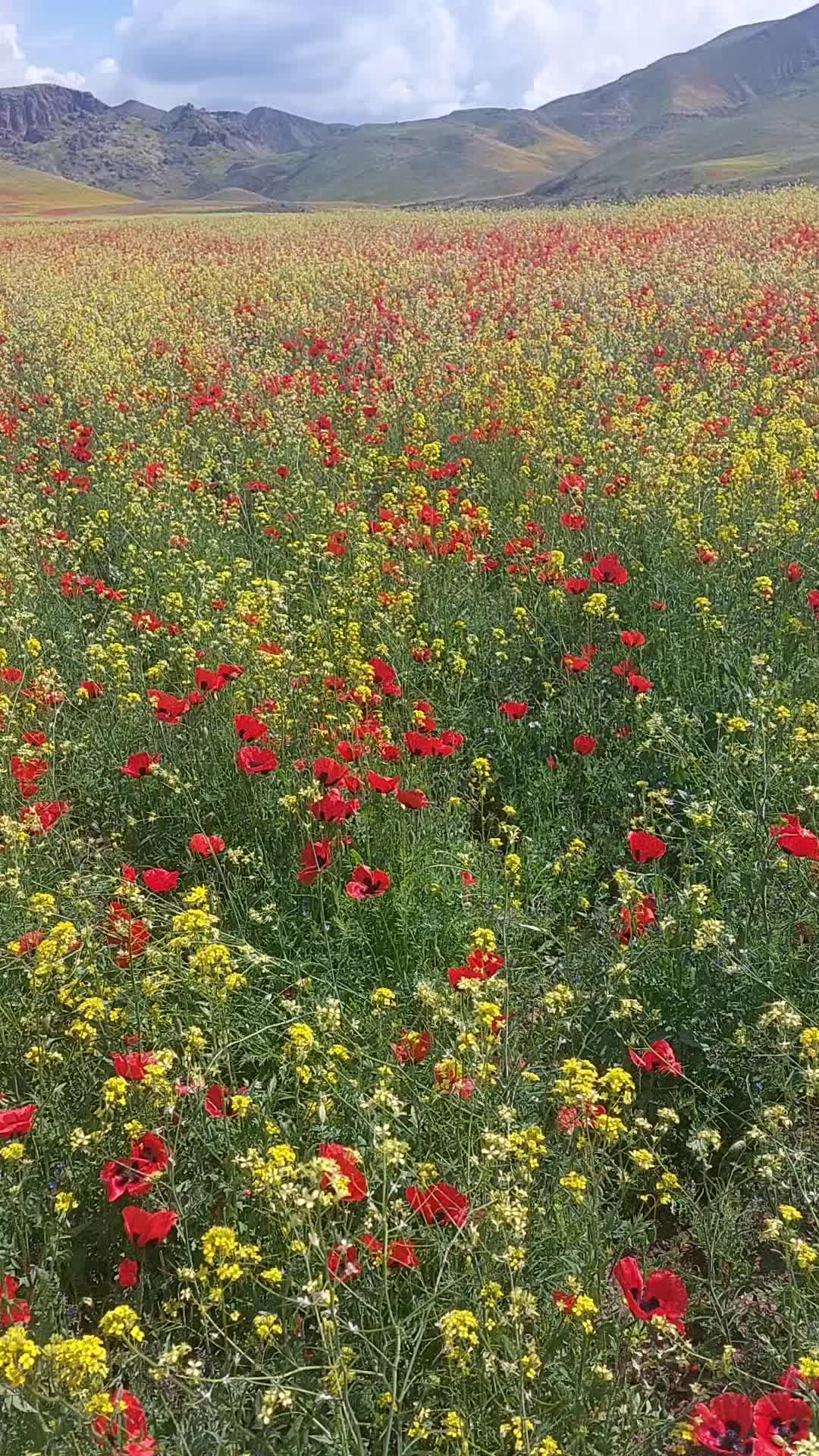 @@vahid@