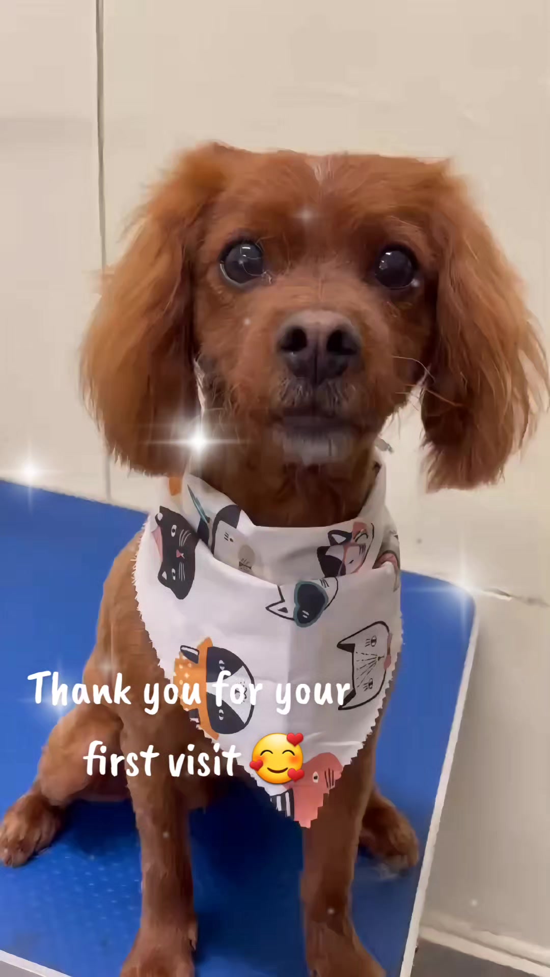 @Maru Maru Pet Services