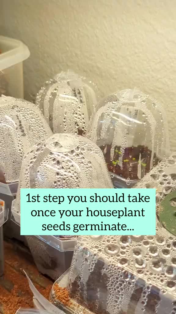 @Plantflix Seeds