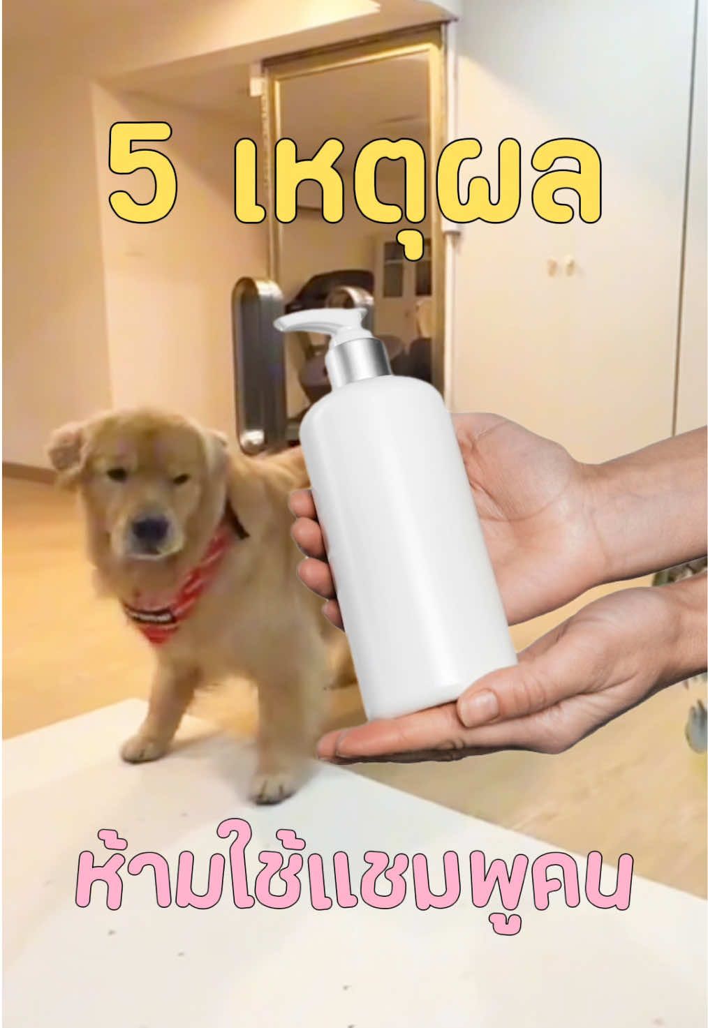 @Joommeng Mee Arai