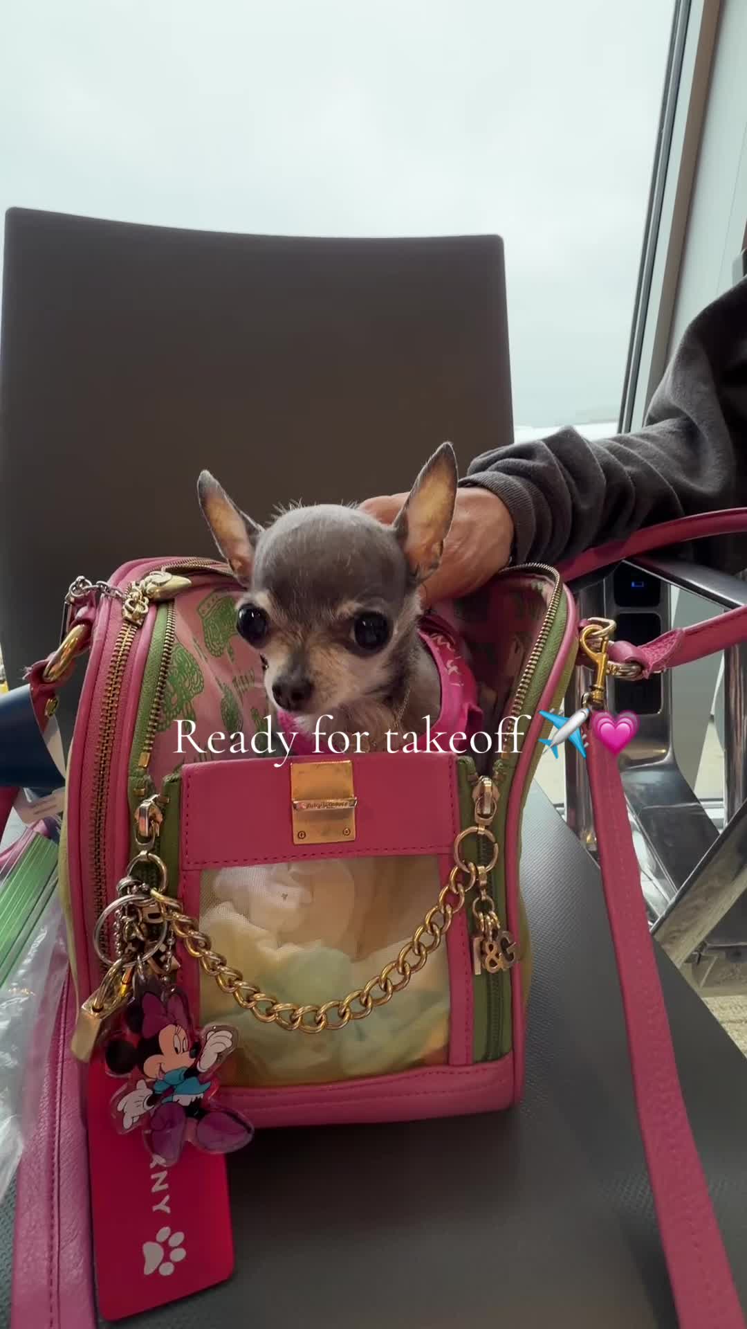@Tinytiffytheteacupchihuahua