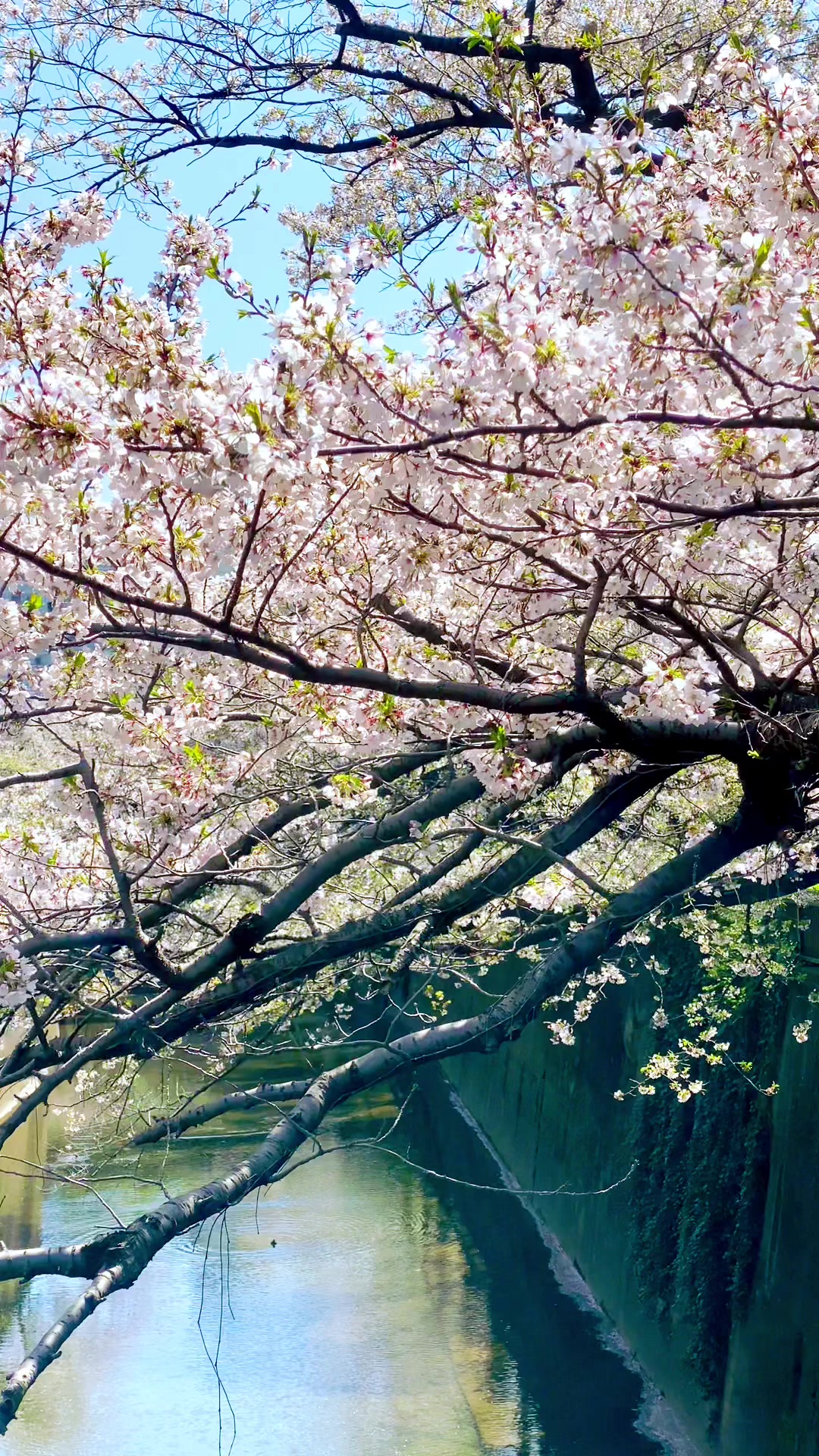 @Beauty of Japan
