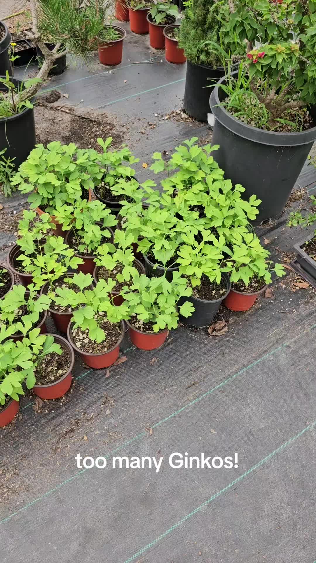 @North County Bonsai