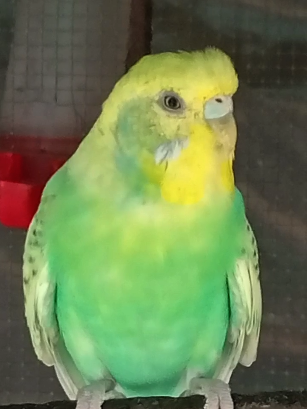 @AviarioRey45🇲🇽