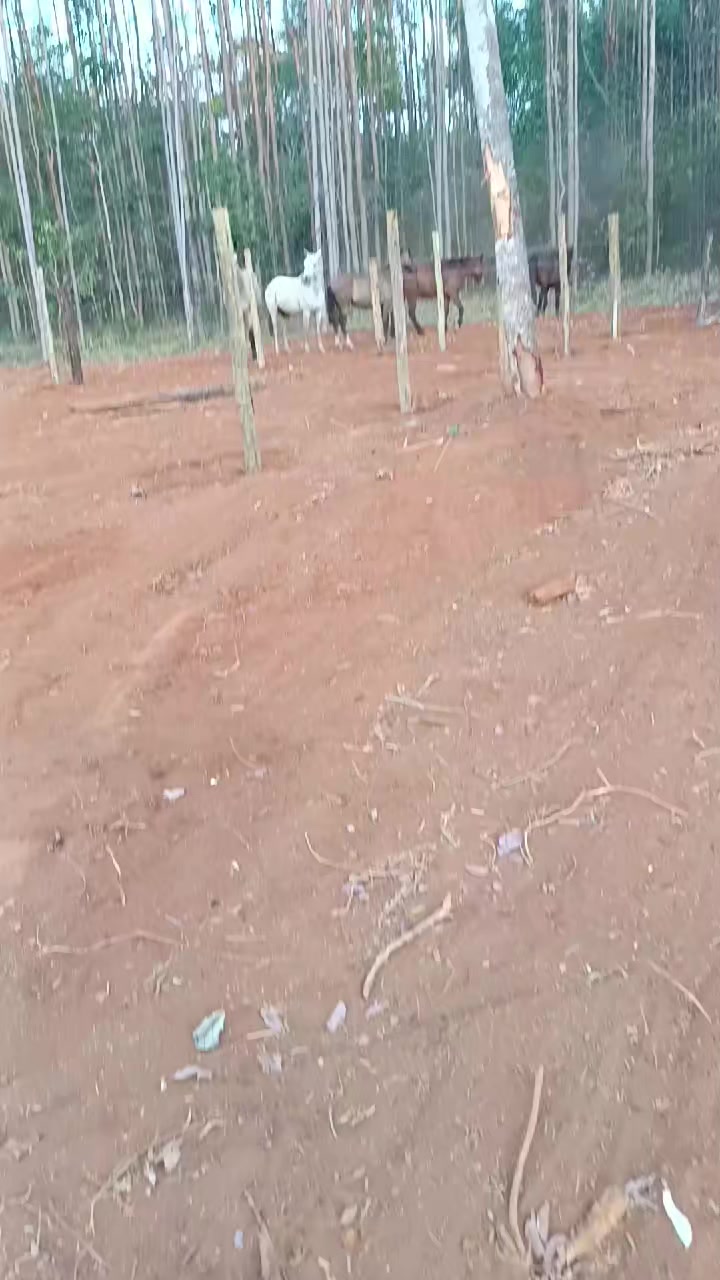 @socorrinha123