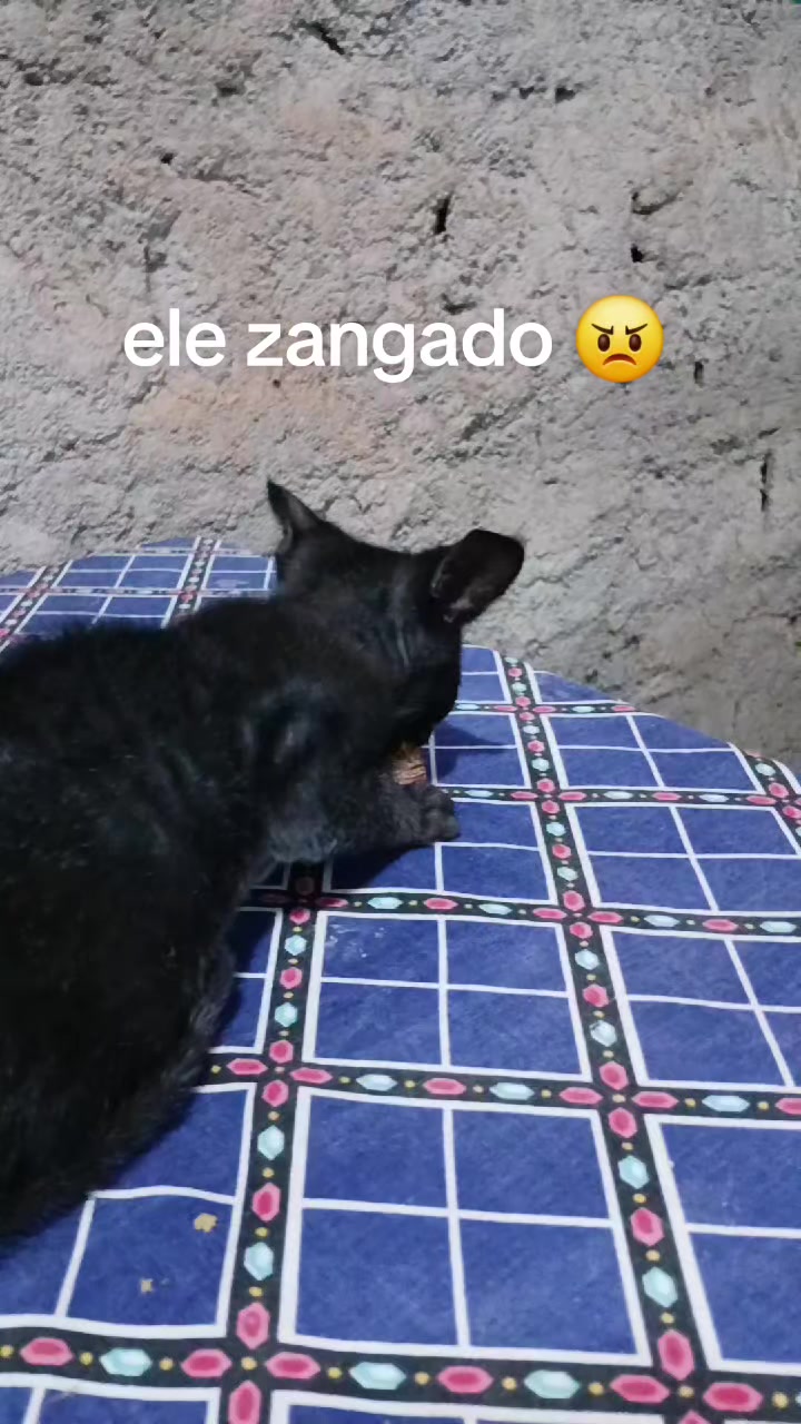@paula🐱