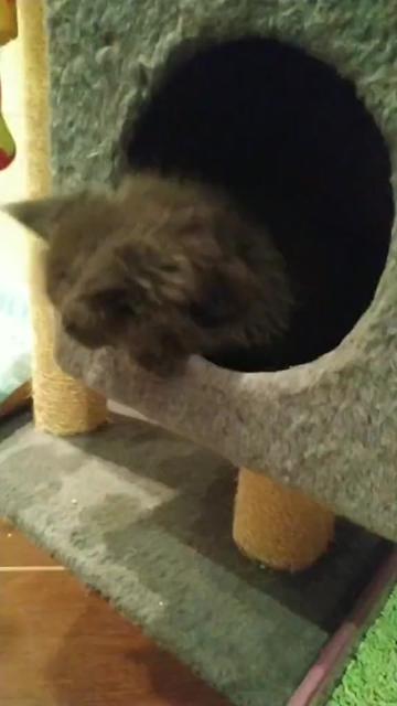 @columbus_mainecoon