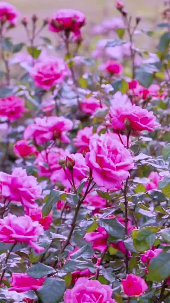 @786ami786