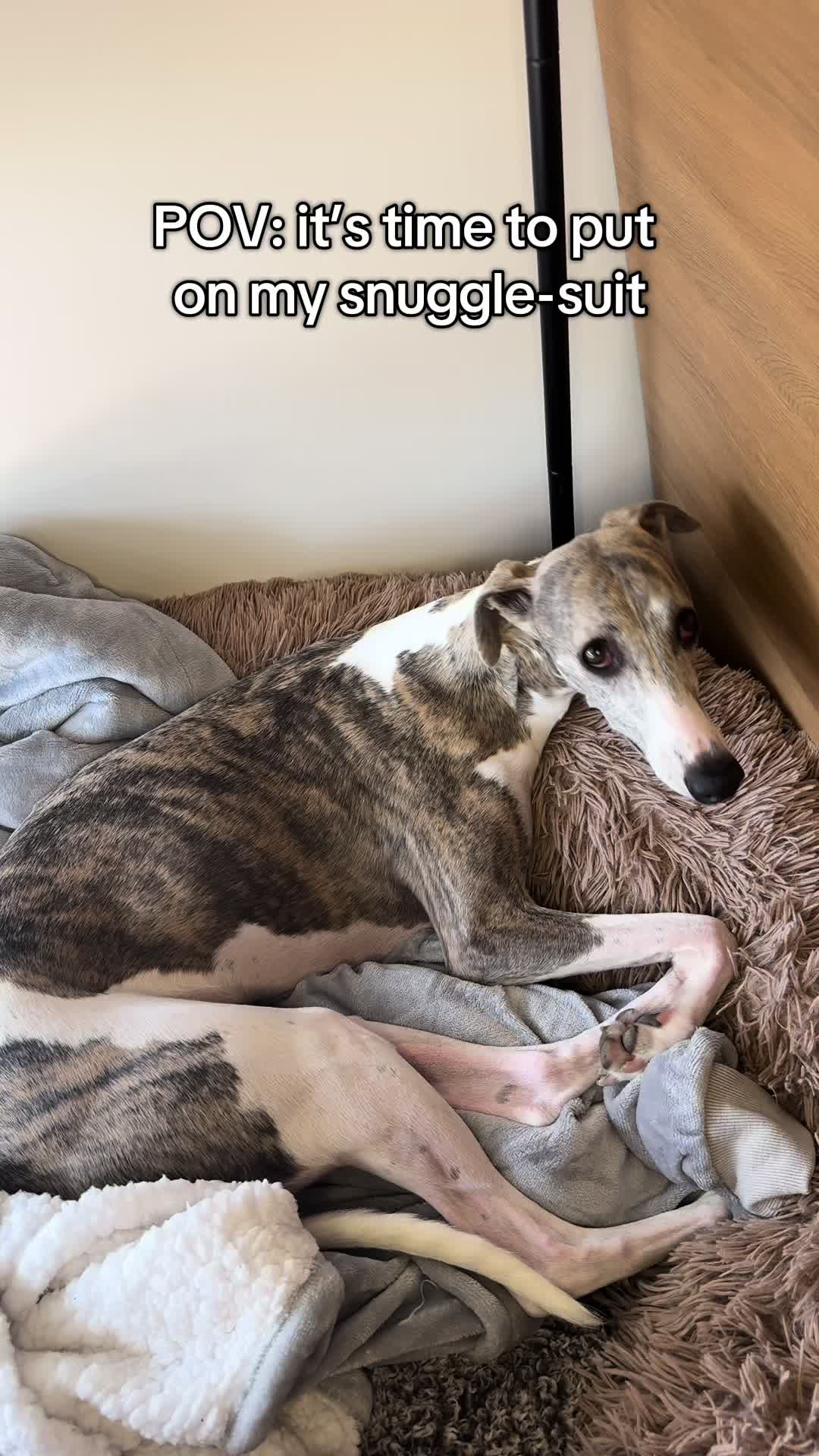 @Kayce Dog🤪🩷