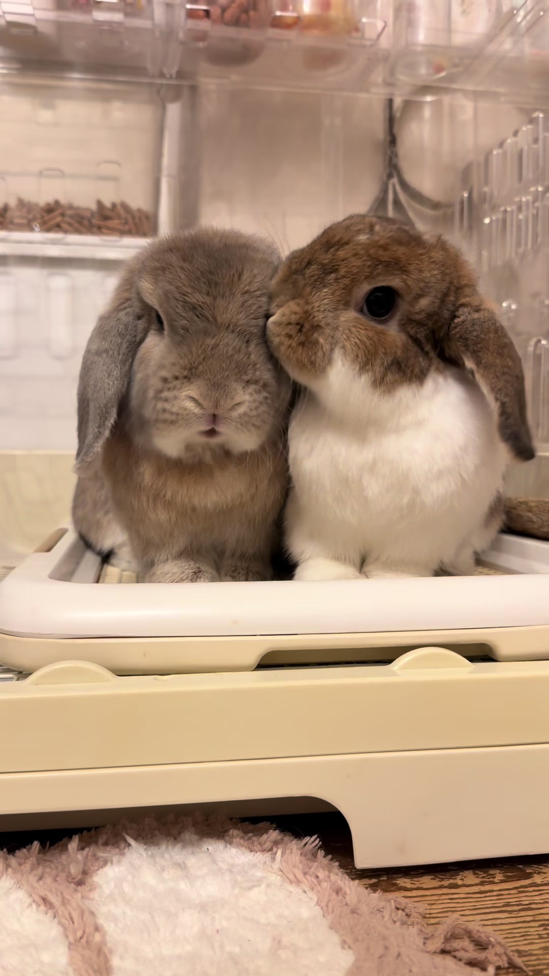@ふわもふ🐶🐶&hearts;️🐰🐰