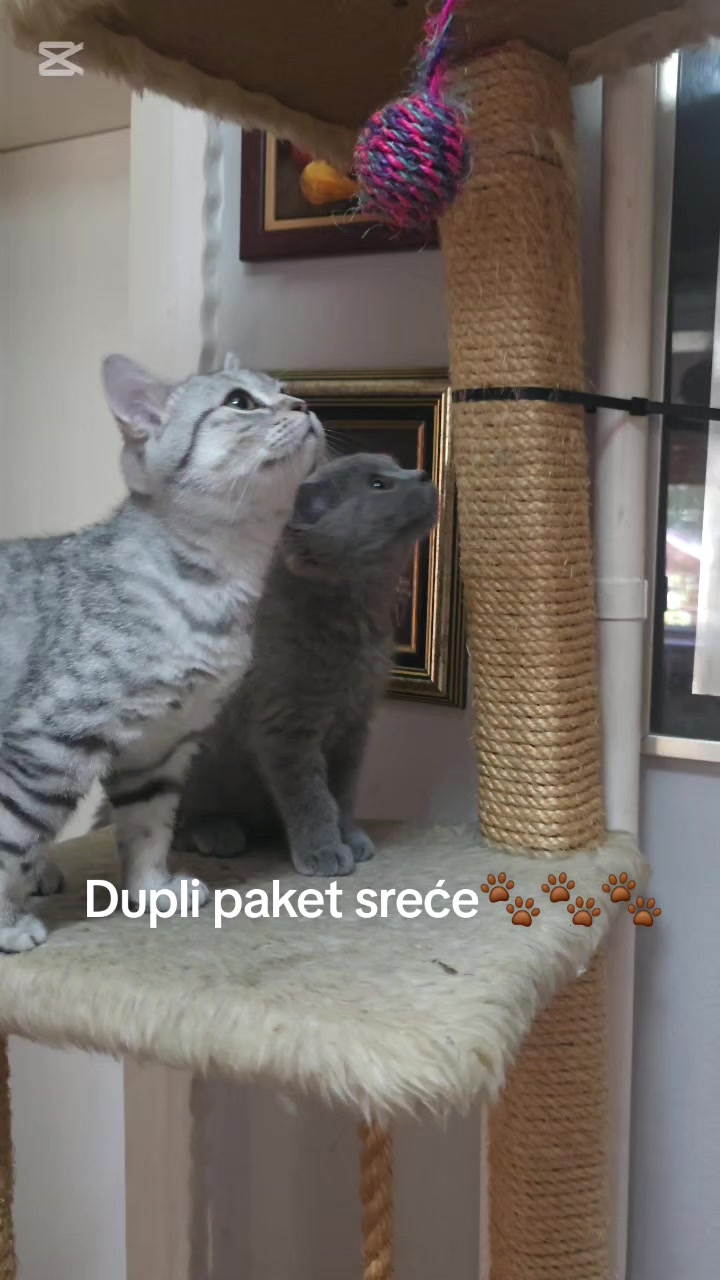 @Britanske Kratkodlake mačke