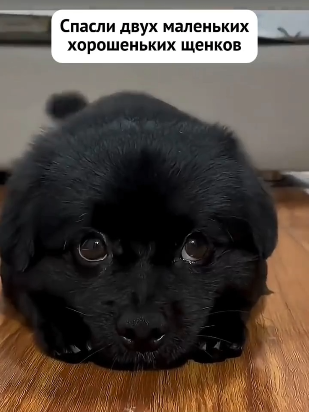 @RescueAnimals Nir