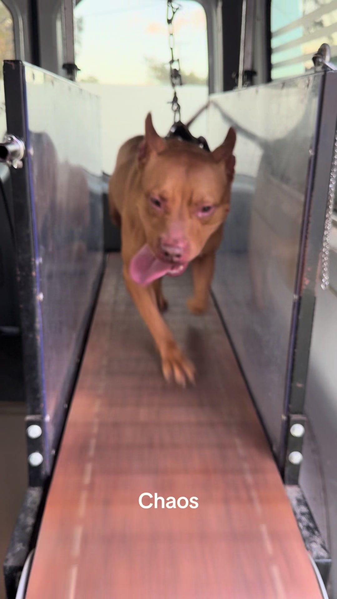 @Canine Conditioning