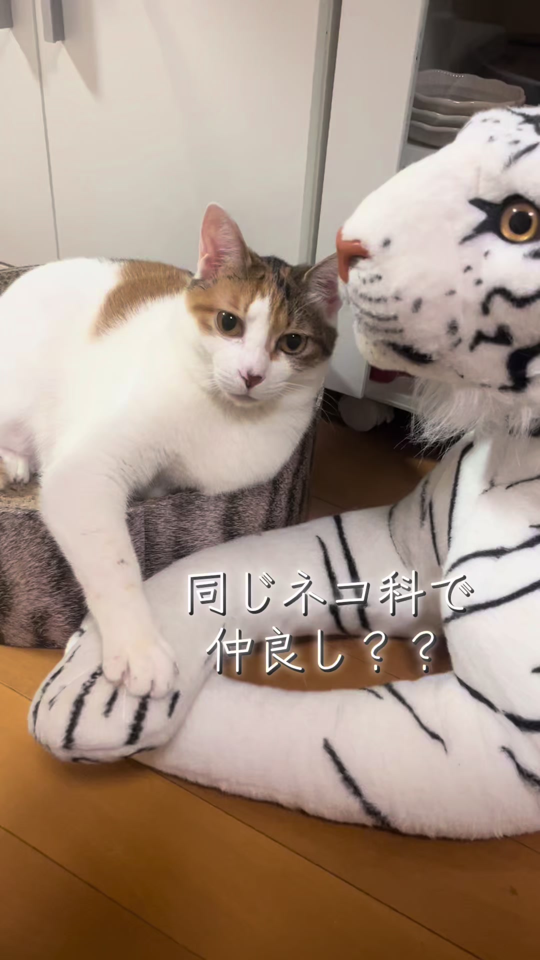 @ふくらんうみ🍶