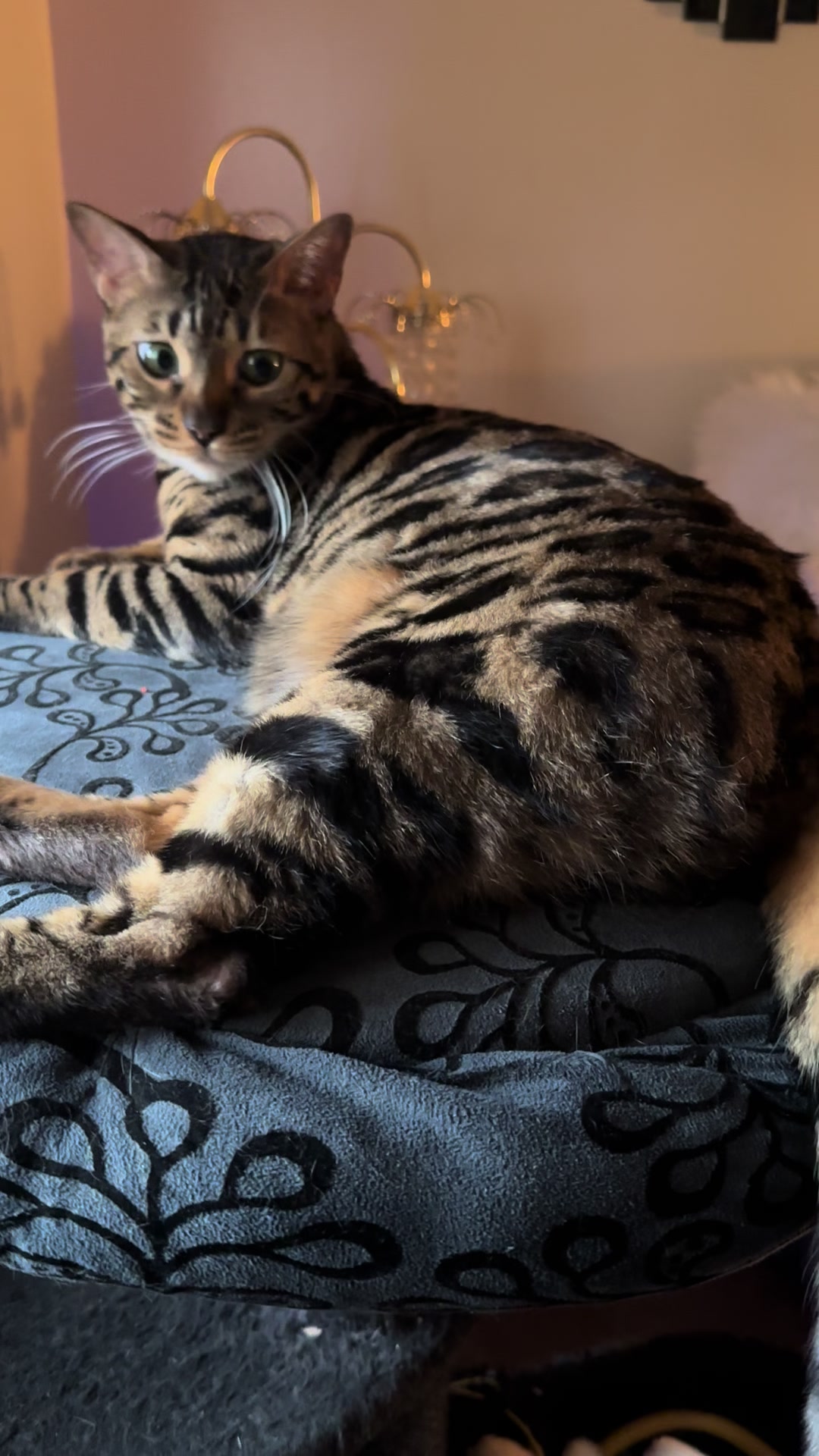@Tiny Leopard Cats