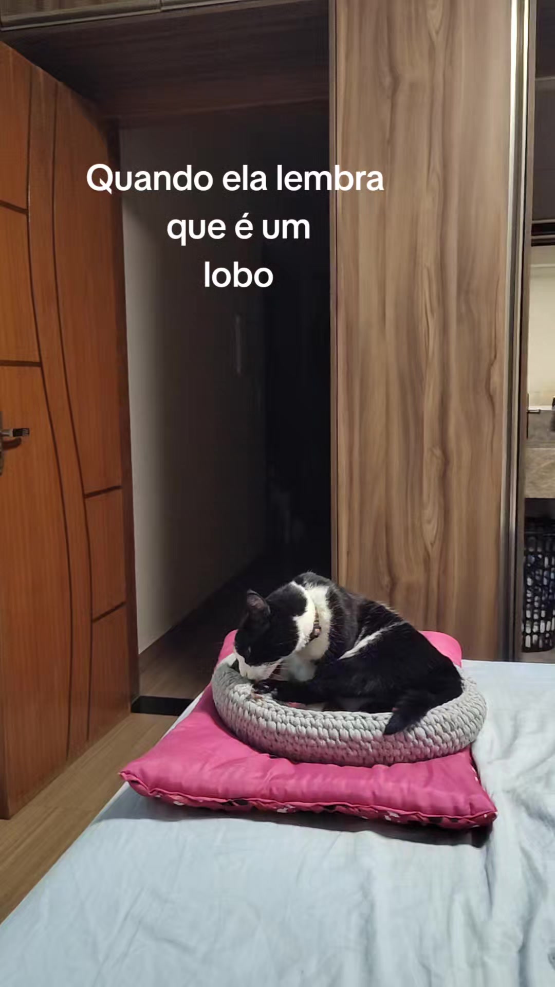 @Kyuubi e Dory no Comando 🐾