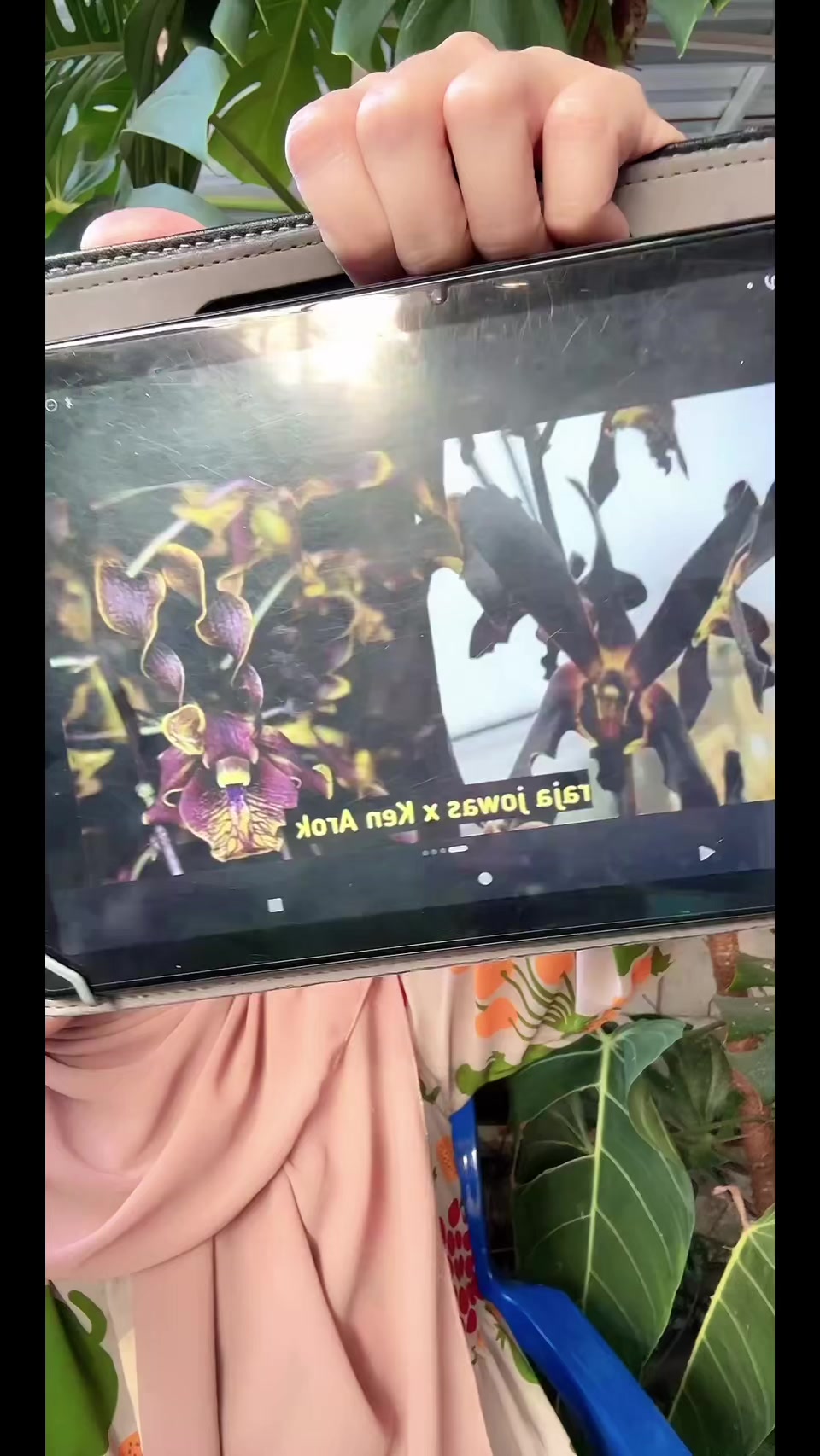 @Anggina Orchid