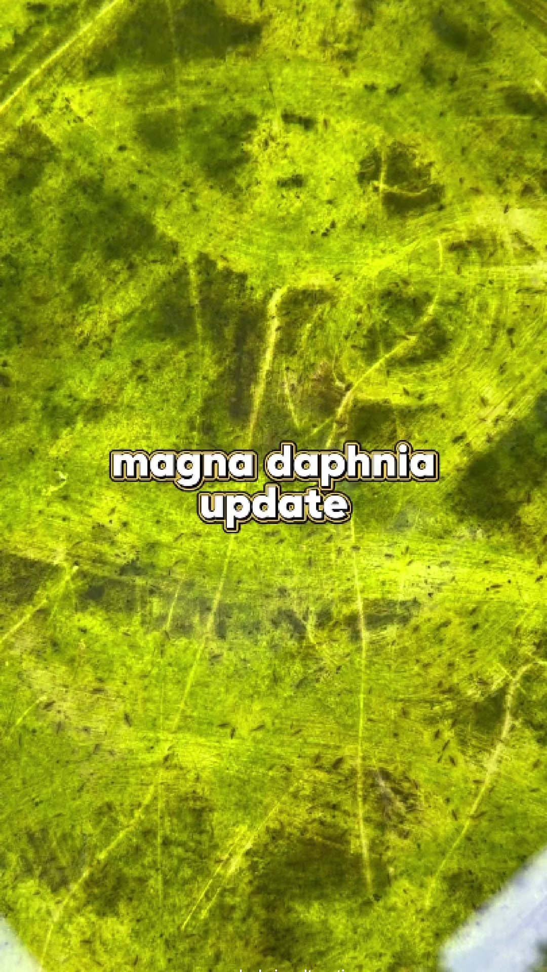 @DeejimonTV 🧿