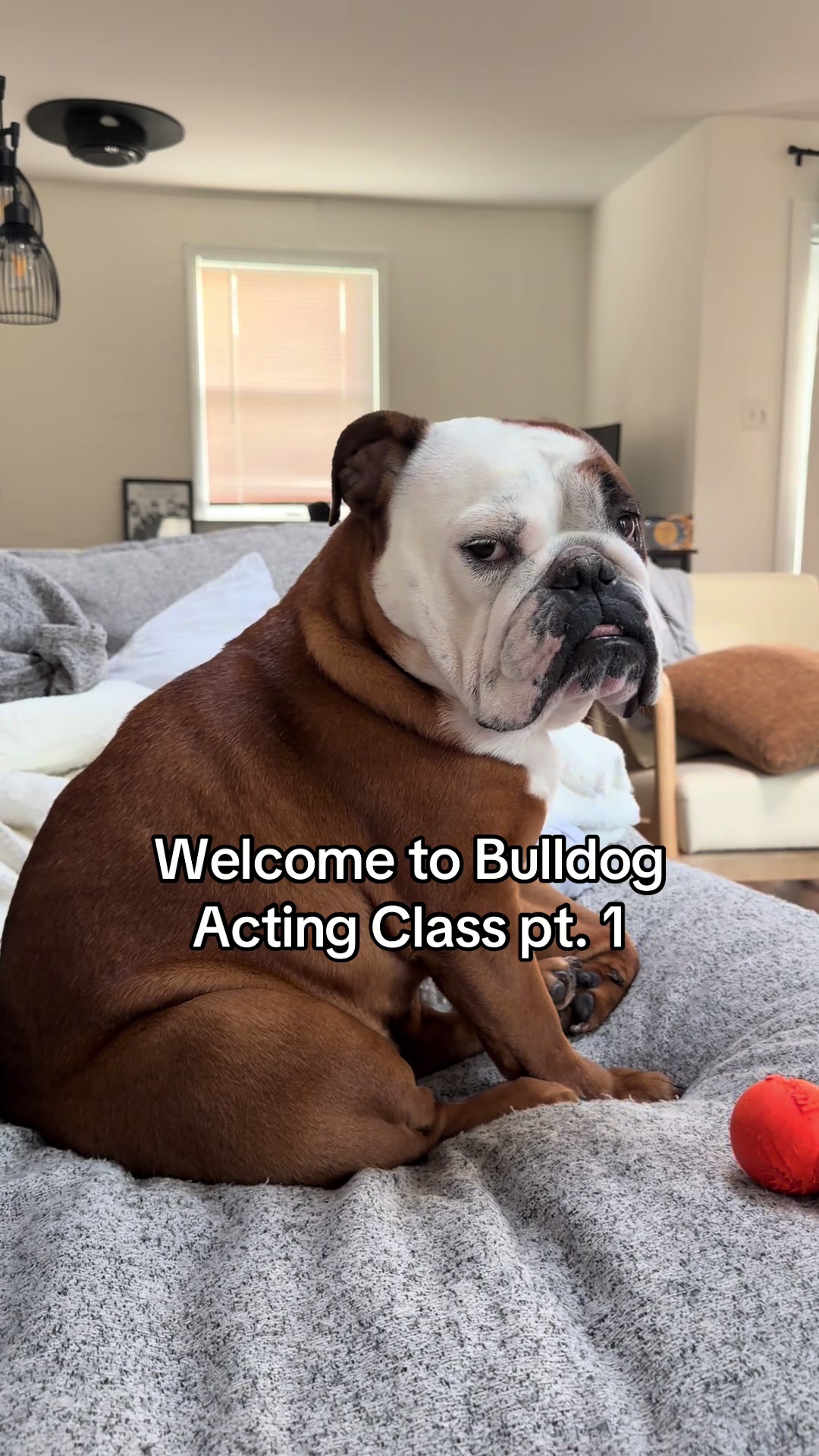@Poptart The Bulldog