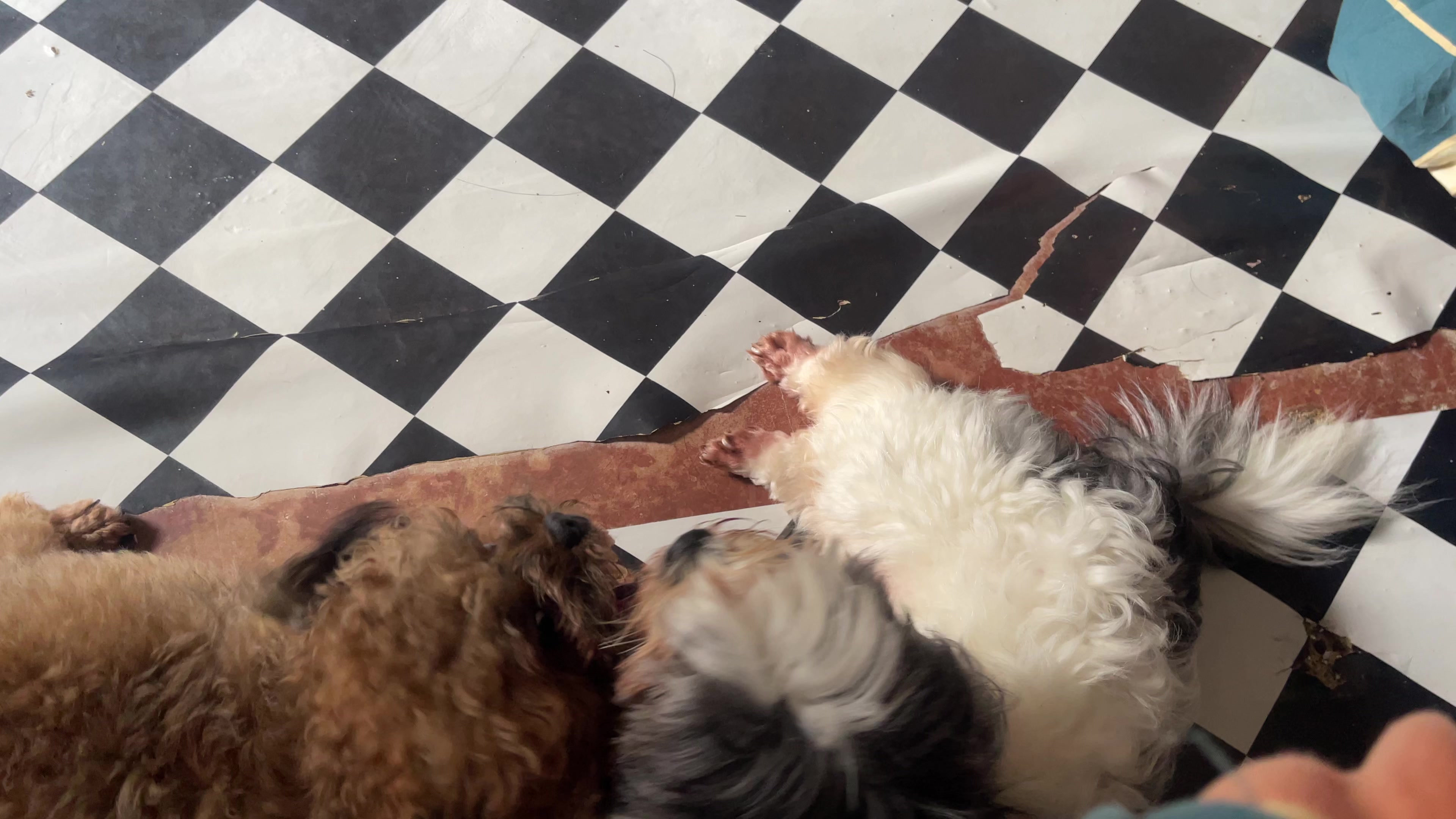 @Zoey&Zoomy&Zoya🥰🐶🐱🐶🐾🦴