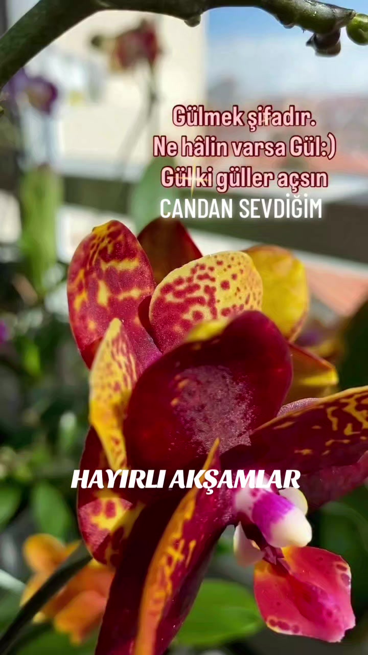 @Hasan Yılmaz