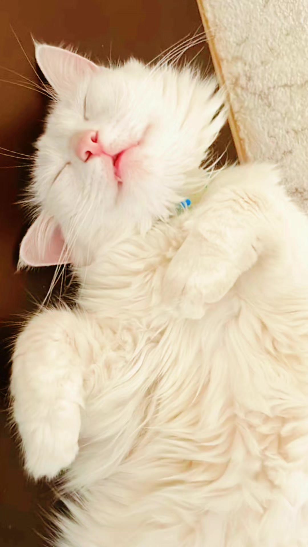 @Kedi_BULUT