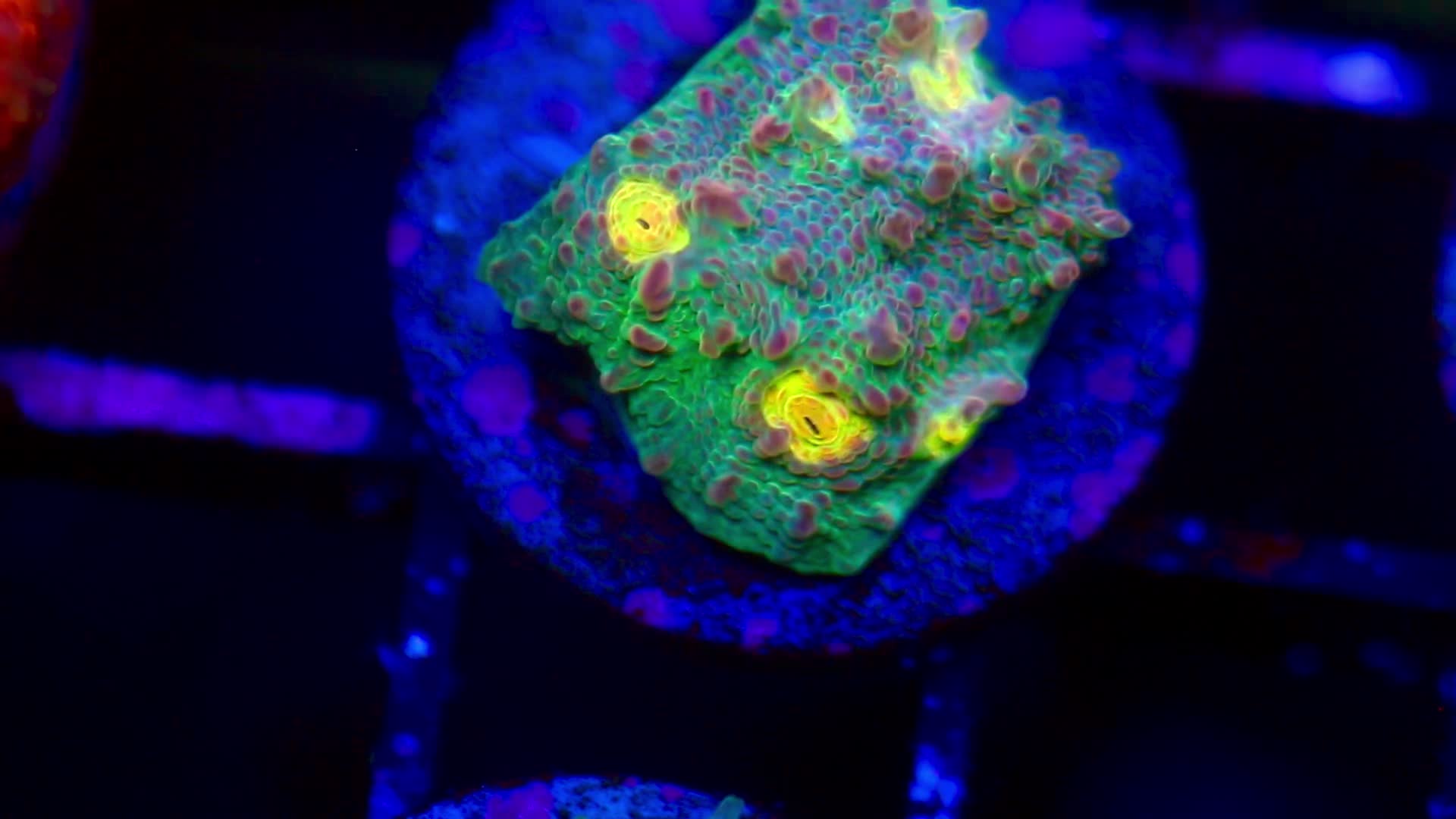 @Cali_Coral_Connect_hxa