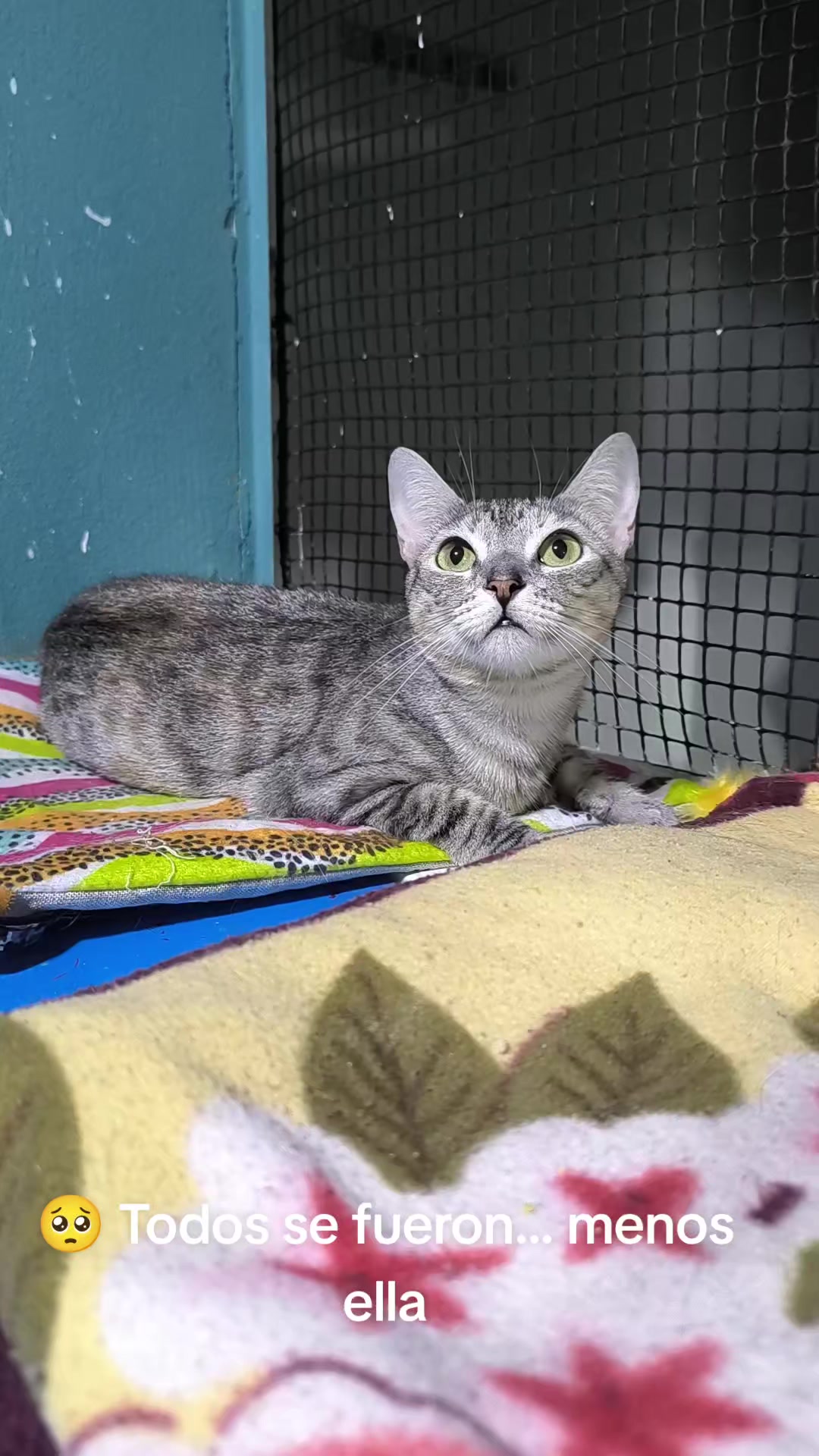 @fundación lazo animal