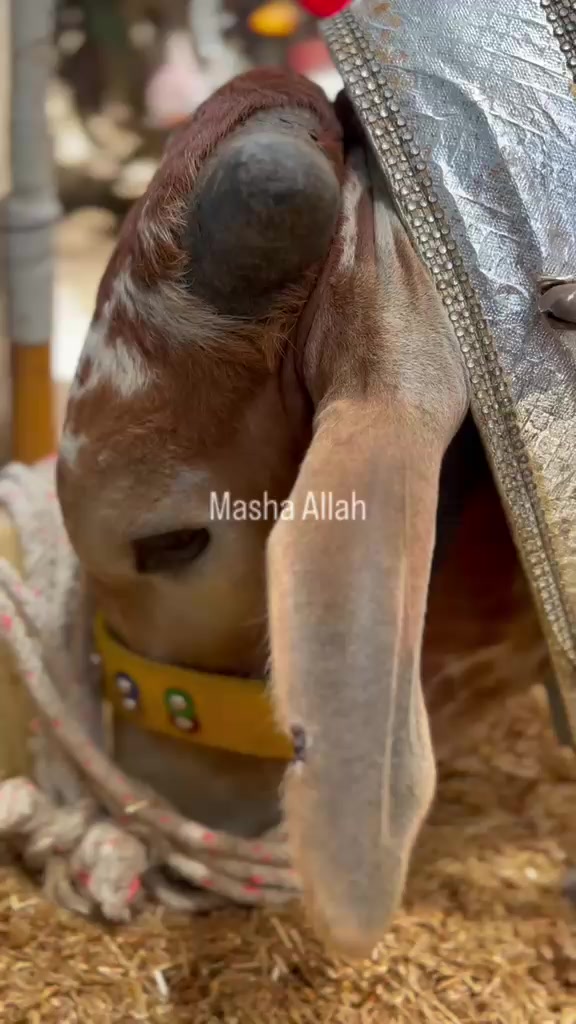 @yousufزئی🎖