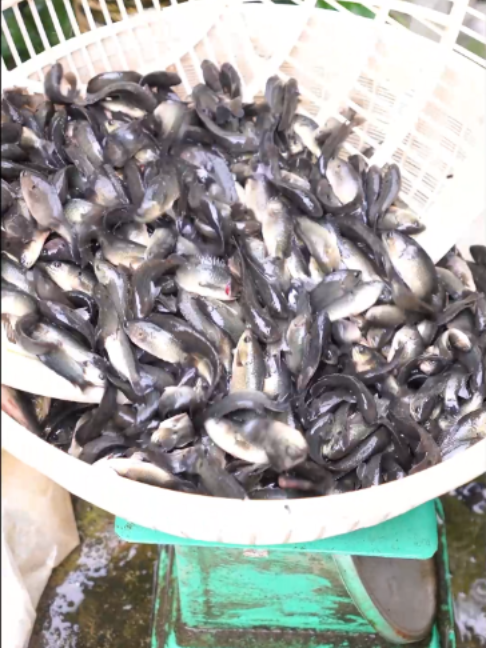 @Trại Cá Giống Quang Lâm