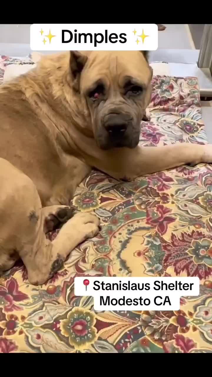 @Cane Corsos