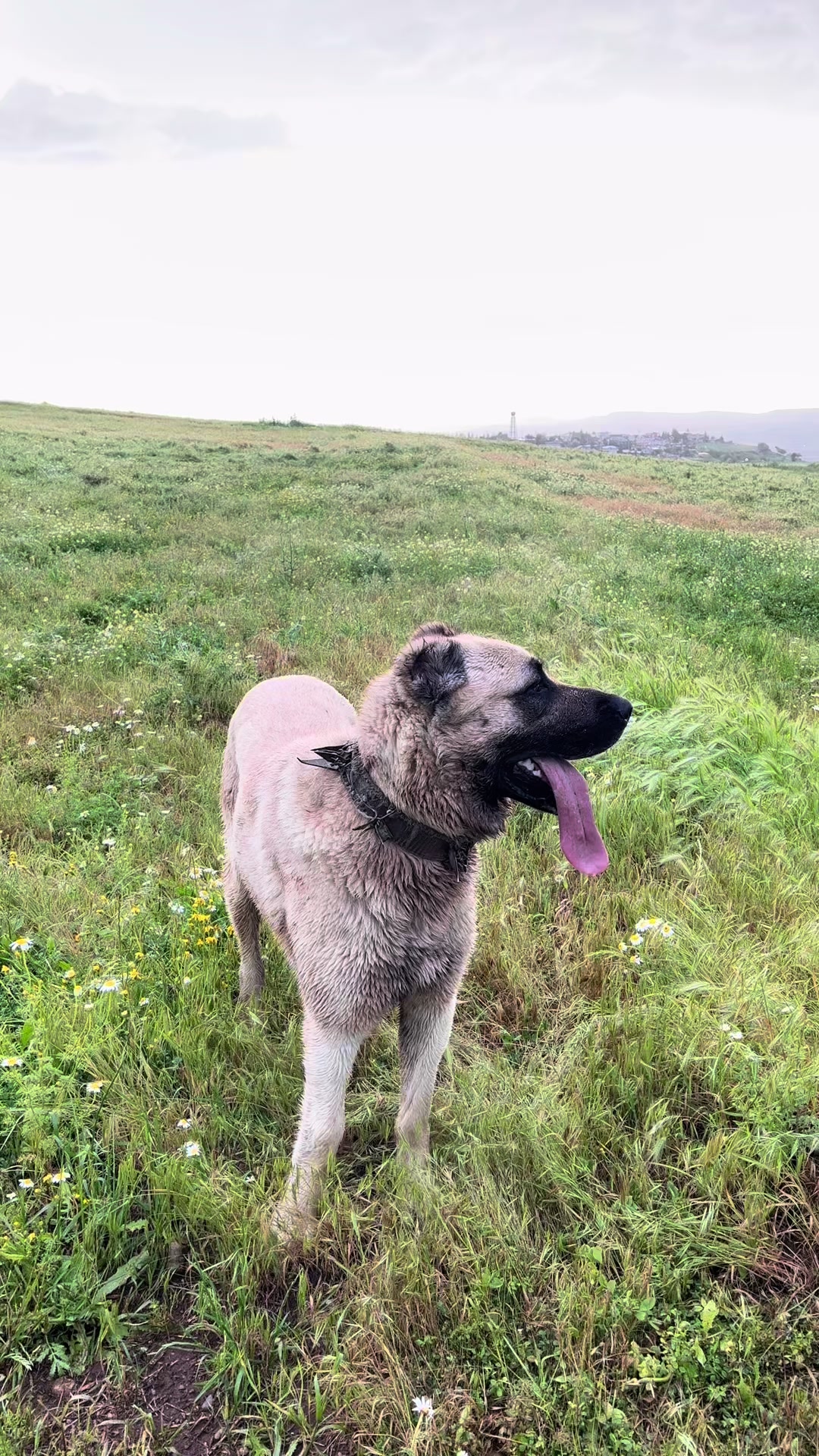 @AKDEMKANGAL