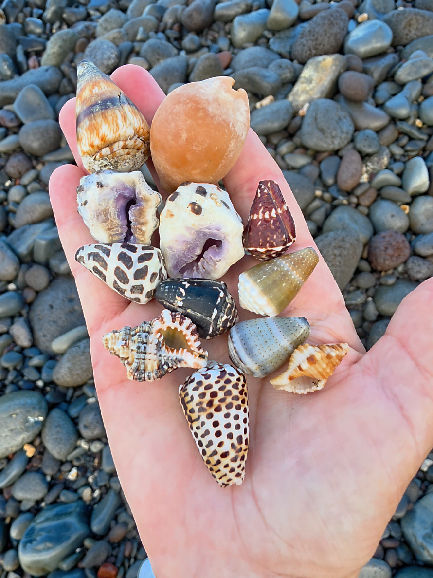 @Noe 🐚 Shells