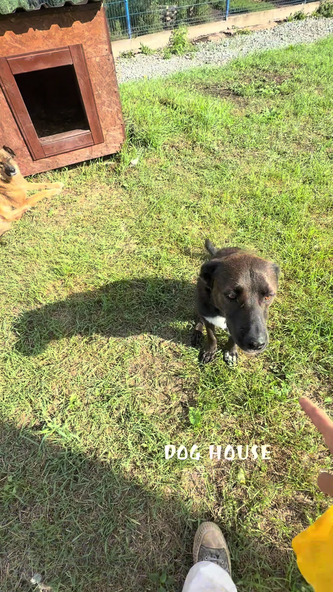 @dog_house_ozersk