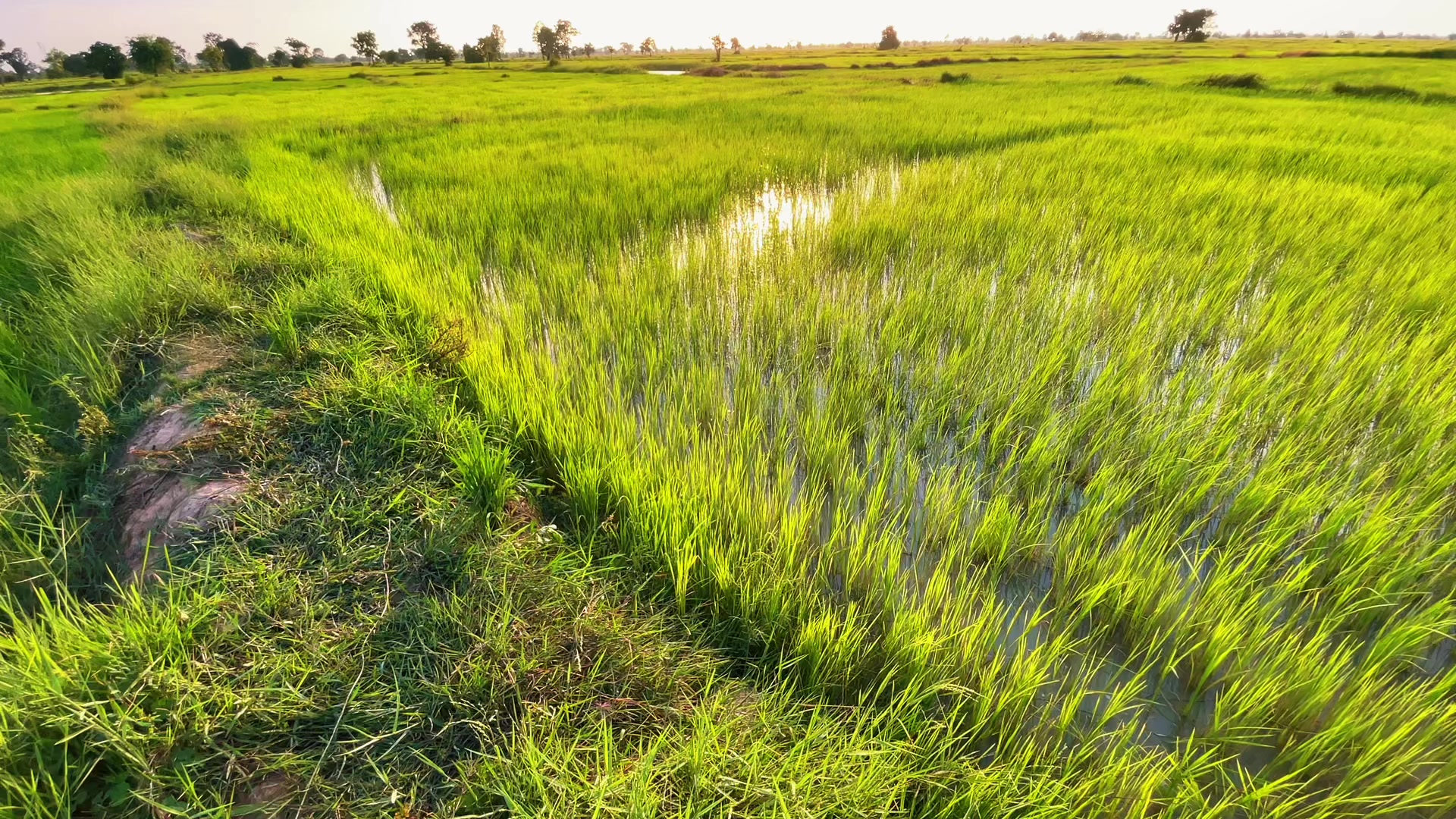 @HENG-ហេង៚ 🌾🌅💛