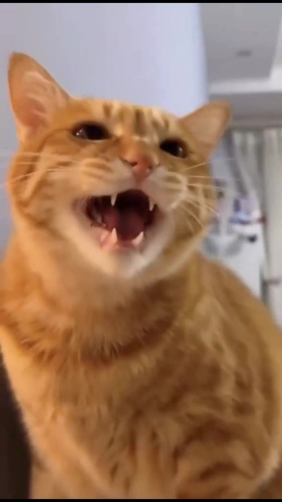 @Gatosetravessuras@10