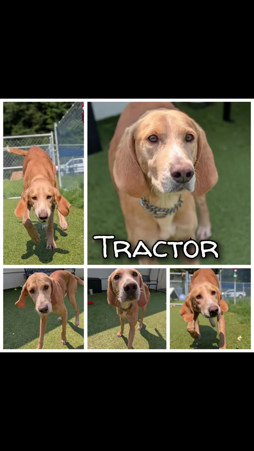 @Shelter Dog Walk Tok