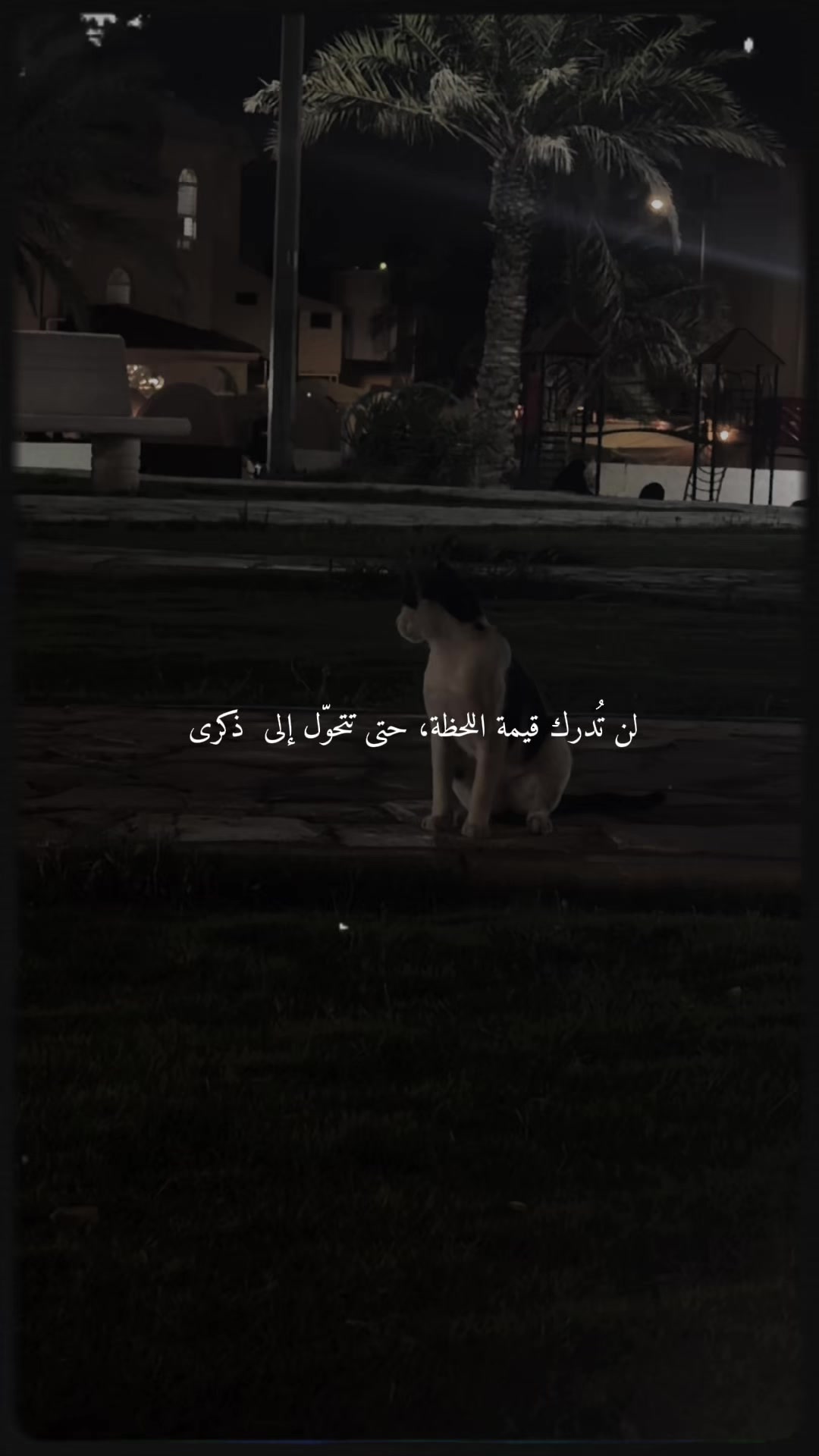 @Manal تصويرتغطيه 🐝الاحساء