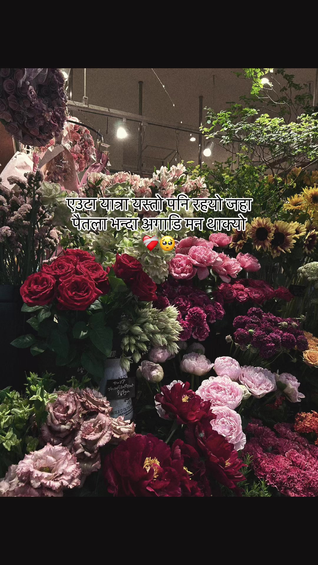 @@Annie_guroong