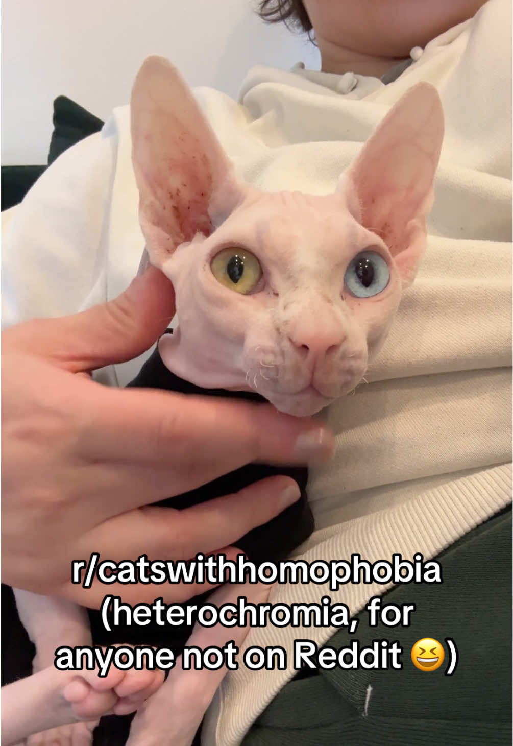 @Boba&rsquo;s Buds Minskin Cats