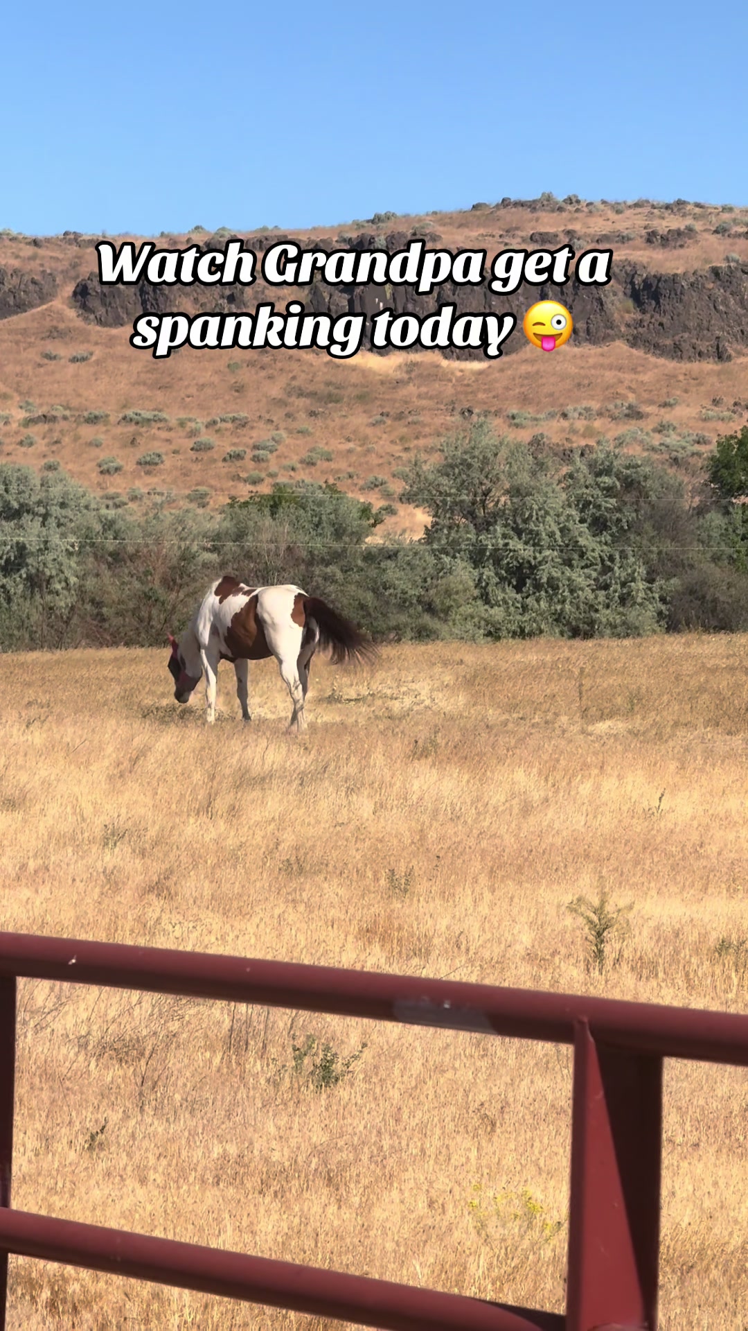 @Hot Sauce the Mini horse 🐎