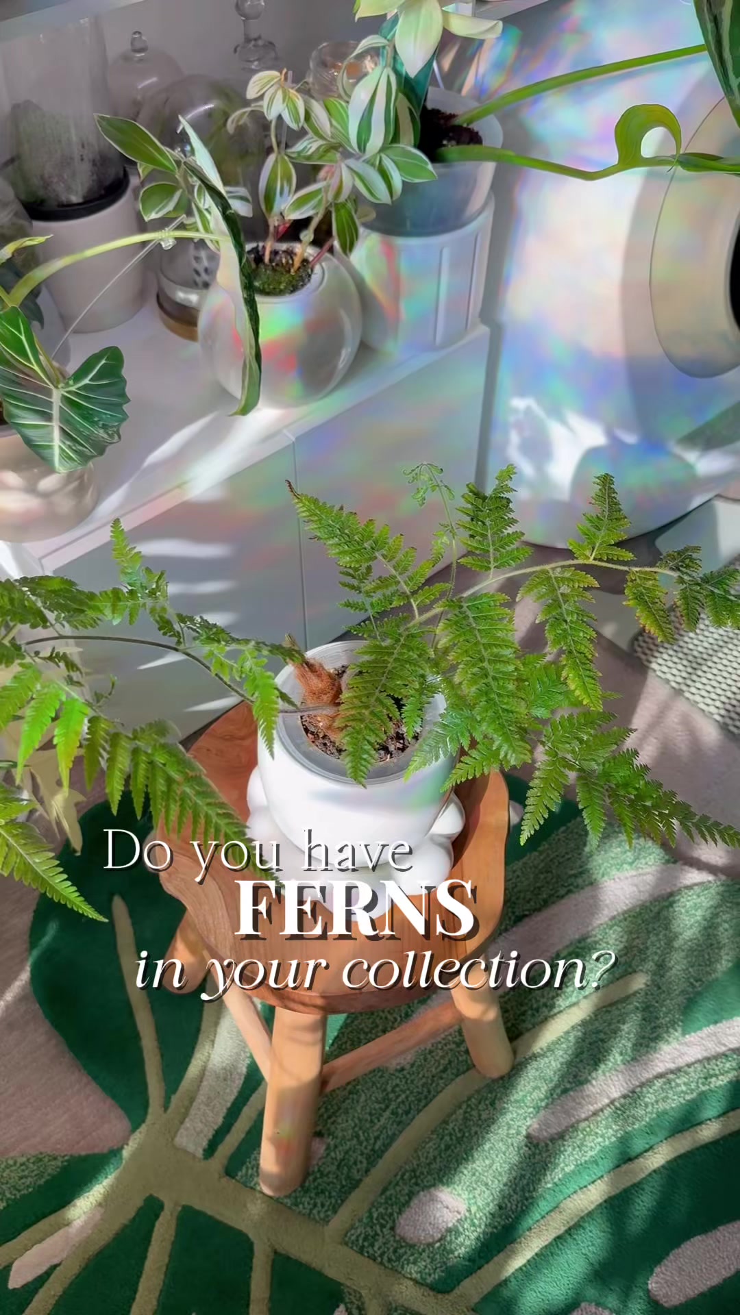 @Cyril&rsquo;s Plants | Cats | DIY 🌿