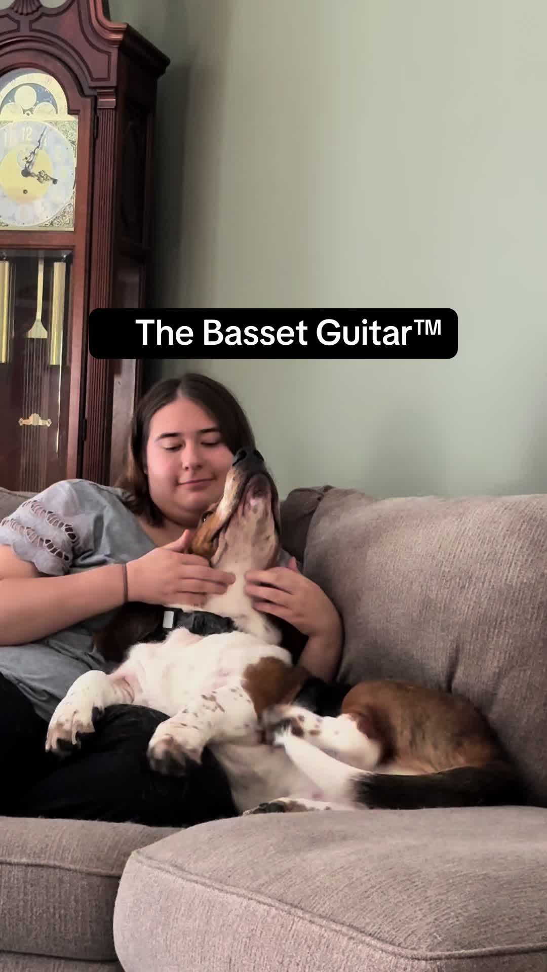 @Chuck Bass The Basset Hound