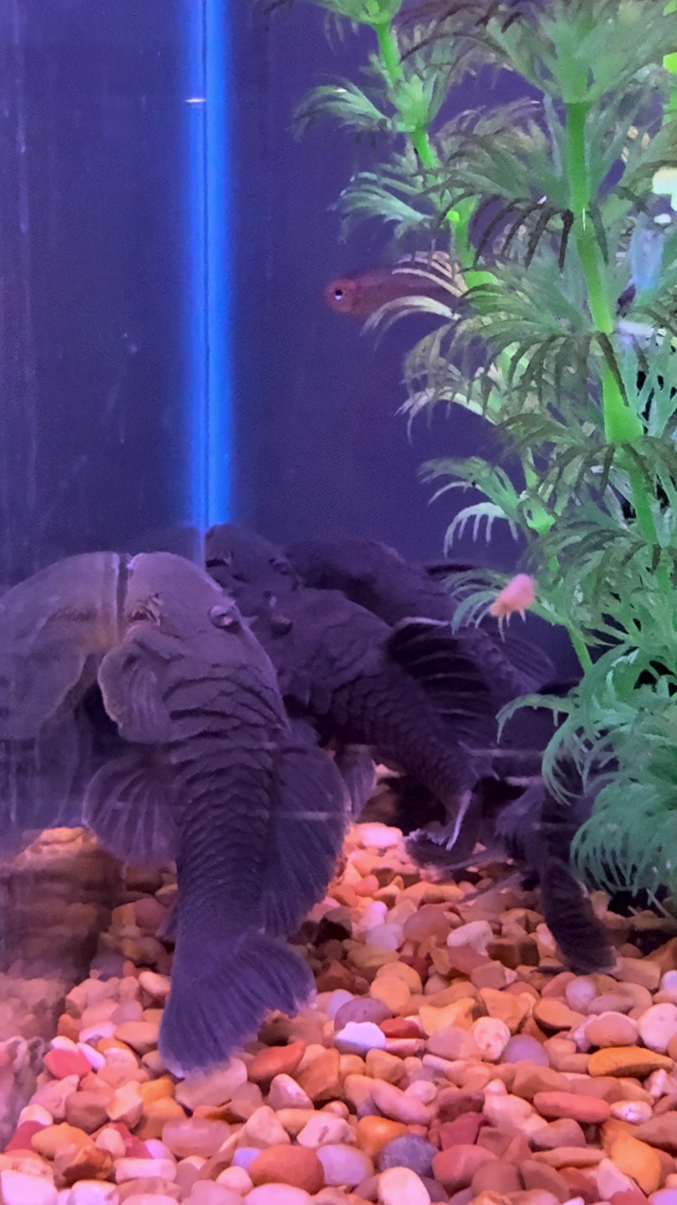 @epicfishnetwork